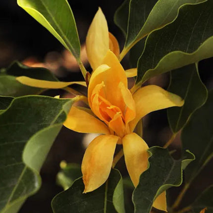 Nasiona Drzewa Radości - Magnolia Champaca