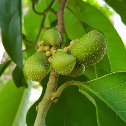 Nasiona Drzewa Radości - Magnolia Champaca