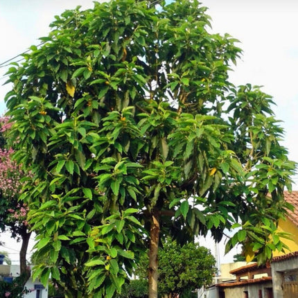 Nasiona Drzewa Radości - Magnolia Champaca