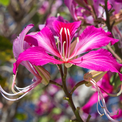 Nasiona Storczykowca Purpurowego - Bauhinia Purpurea