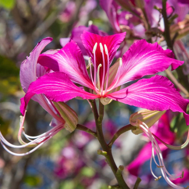 Nasiona Storczykowca Purpurowego - Bauhinia Purpurea