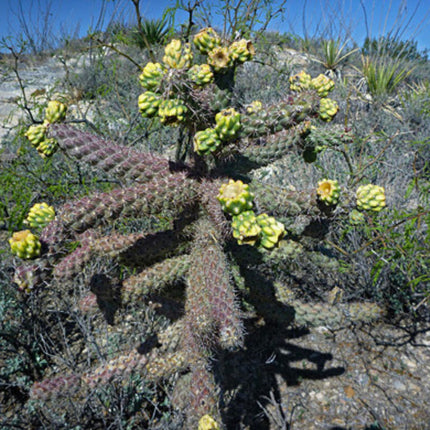 Nasiona Cylindropuncji Walcowatej - Cylindropuntia Spinosior