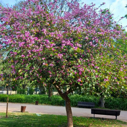 Nasiona Storczykowca Purpurowego - Bauhinia Purpurea