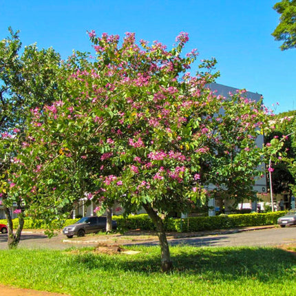 Nasiona Storczykowca Purpurowego - Bauhinia Purpurea