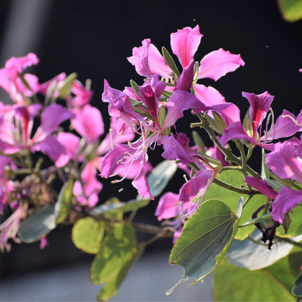 Nasiona Storczykowca Purpurowego - Bauhinia Purpurea