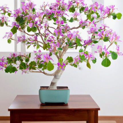 Nasiona Storczykowca Purpurowego - Bauhinia Purpurea