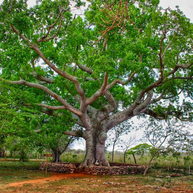 Nasiona Puchowca Pięciopręcikowego - Ceiba Pentandra