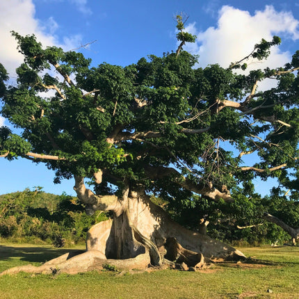 Nasiona Puchowca Pięciopręcikowego - Ceiba Pentandra