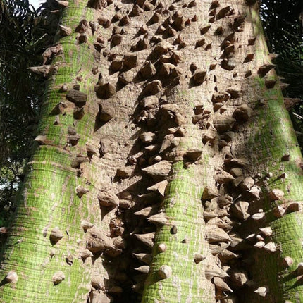 Nasiona Puchowca Pięciopręcikowego - Ceiba Pentandra