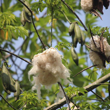 Nasiona Puchowca Pięciopręcikowego - Ceiba Pentandra