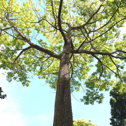 Nasiona Puchowca Pięciopręcikowego - Ceiba Pentandra