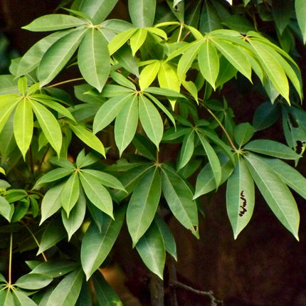 Nasiona Puchowca Pięciopręcikowego - Ceiba Pentandra