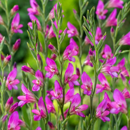 Nasiona Mieczyka Pospolitego - Gladiolus Communis