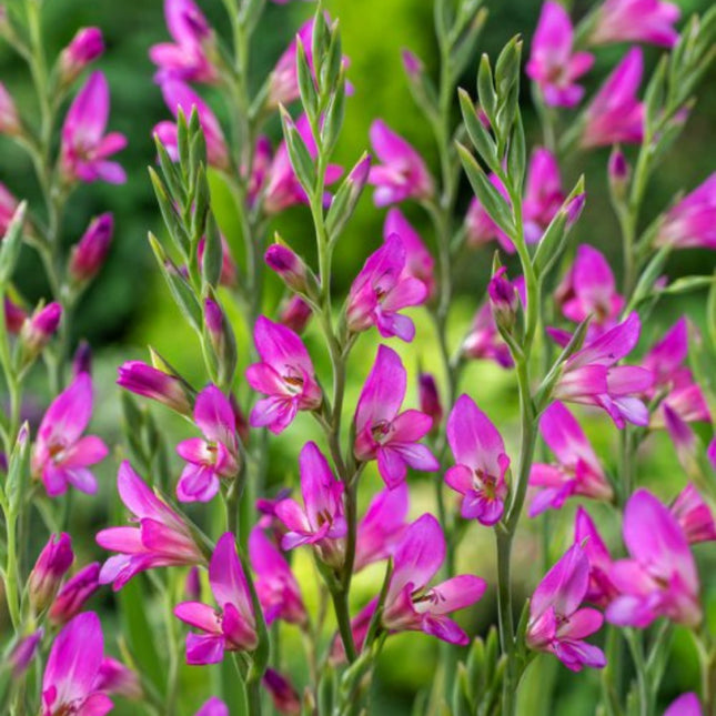 Nasiona Mieczyka Pospolitego - Gladiolus Communis