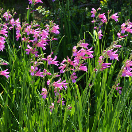 Nasiona Mieczyka Pospolitego - Gladiolus Communis