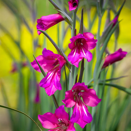 Nasiona Mieczyka Pospolitego - Gladiolus Communis