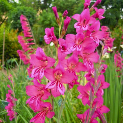 Nasiona Mieczyka Pospolitego - Gladiolus Communis