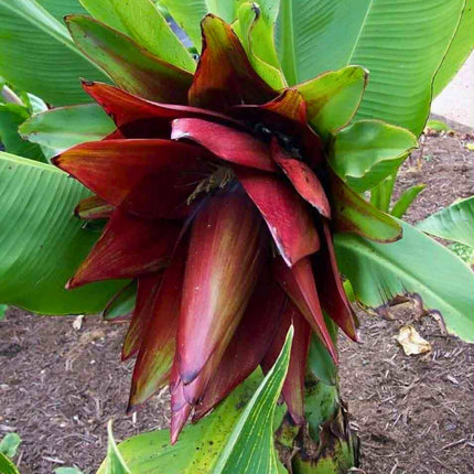 Nasiona Bananowca ‘Kluay Pa’ - Ensete Lecongkietii