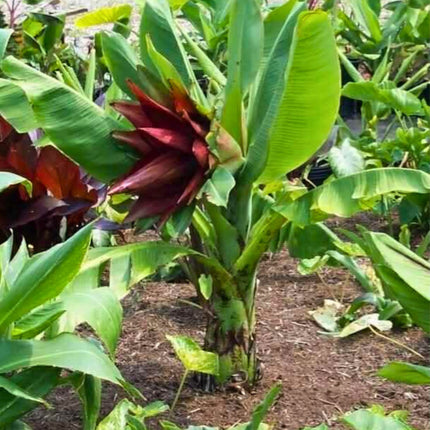 Nasiona Bananowca ‘Kluay Pa’ - Ensete Lecongkietii