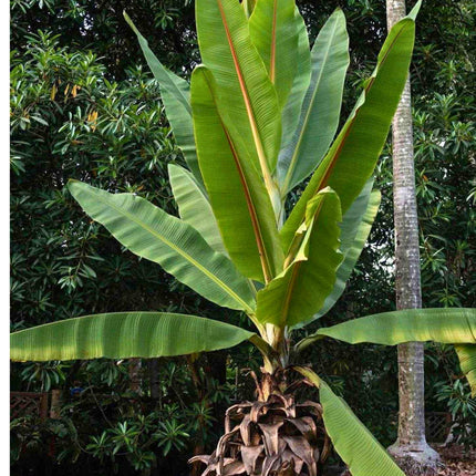 Nasiona Bananowca ‘Kluay Pa’ - Ensete Lecongkietii