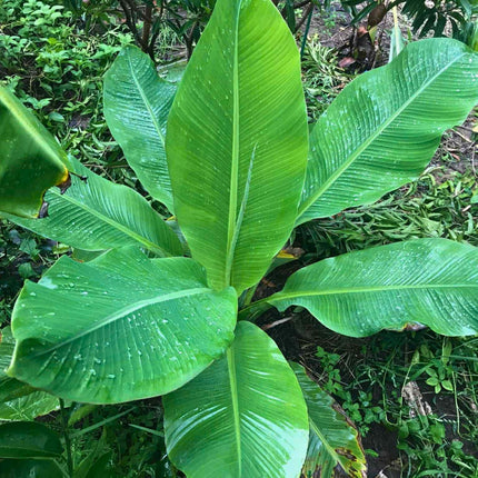 Nasiona Bananowca ‘Kluay Pa’ - Ensete Lecongkietii