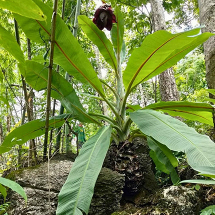 Nasiona Bananowca ‘Kluay Pa’ - Ensete Lecongkietii