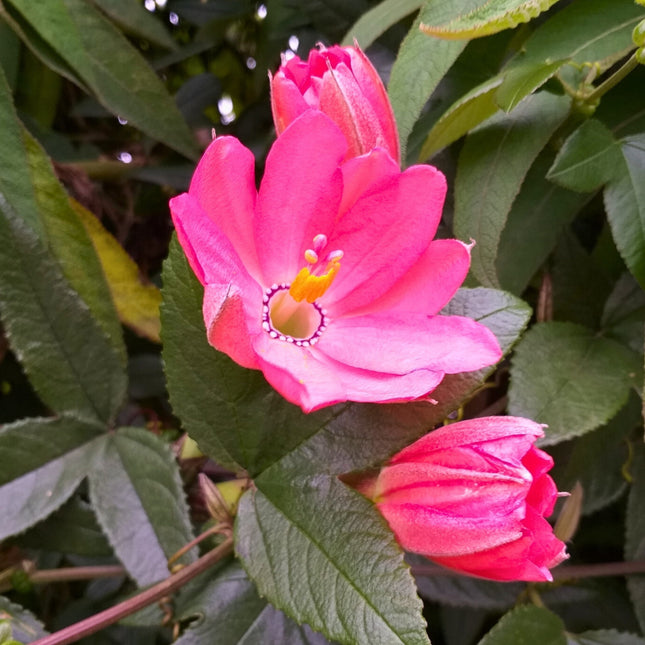 Nasiona Męczennicy Mixta - Passiflora Mixta