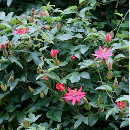Nasiona Męczennicy Mixta - Passiflora Mixta