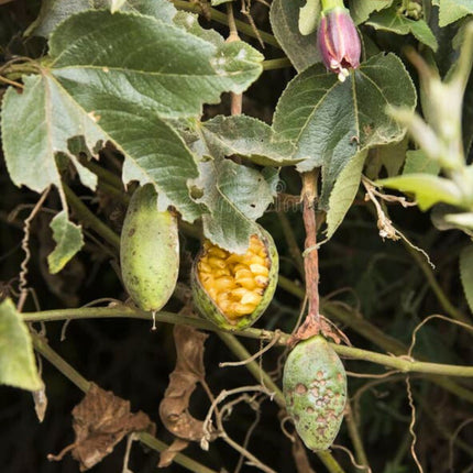 Nasiona Męczennicy Mixta - Passiflora Mixta