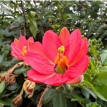 Nasiona Męczennicy Mixta - Passiflora Mixta