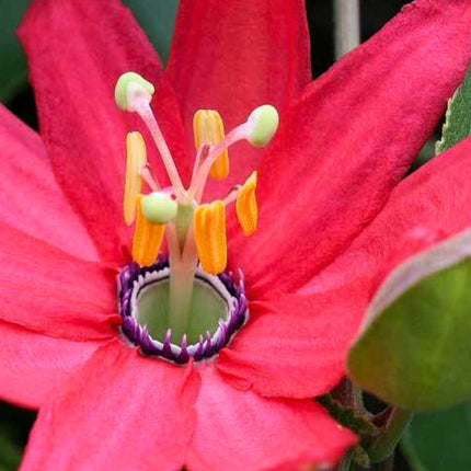 Nasiona Męczennicy Mixta - Passiflora Mixta