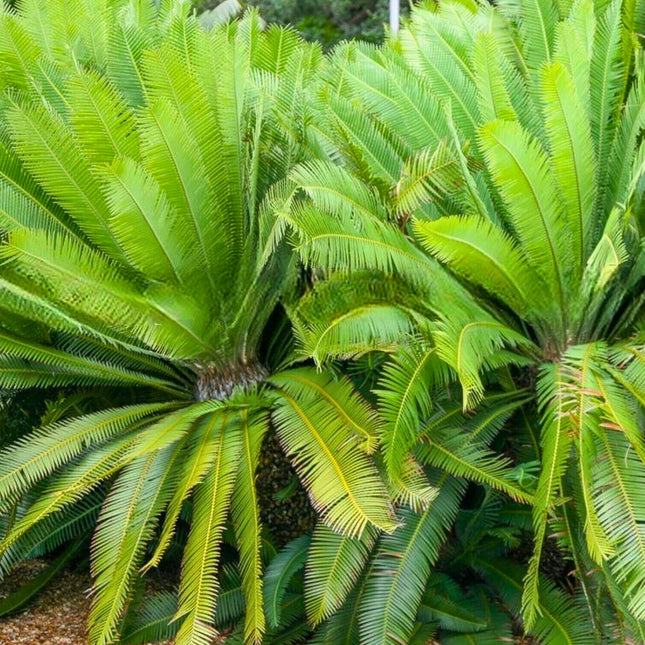 Nasiona Dioona Jadalnego - Dioon Edule