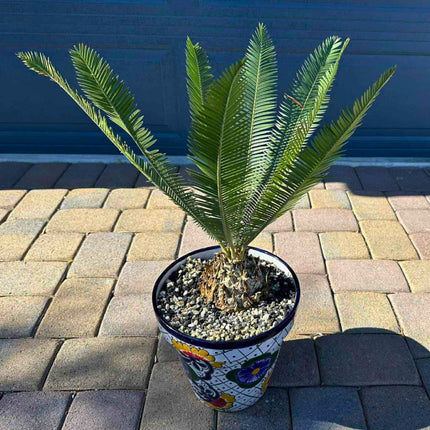 Nasiona Dioona Jadalnego - Dioon Edule