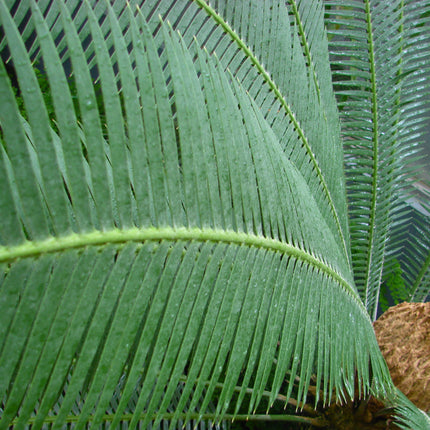 Nasiona Dioona Jadalnego - Dioon Edule