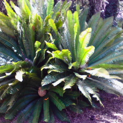 Nasiona Dioona Jadalnego - Dioon Edule