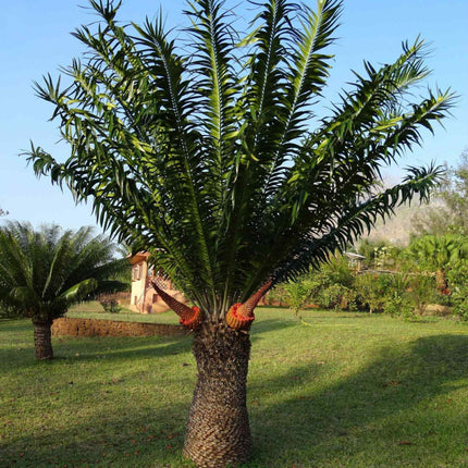 Nasiona Encephalartosa Gratus - Encephalartos Gratus