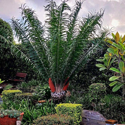 Nasiona Encephalartosa Gratus - Encephalartos Gratus