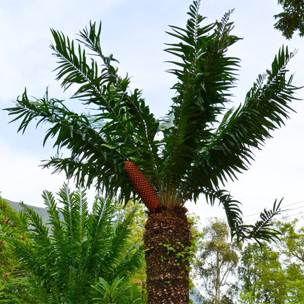 Nasiona Encephalartosa Gratus - Encephalartos Gratus
