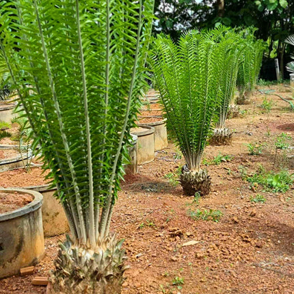 Nasiona Encephalartosa Gratus - Encephalartos Gratus