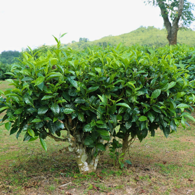 Nasiona Herbaty Chińskiej - Camellia Sinensis