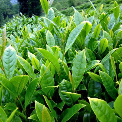 Nasiona Herbaty Chińskiej - Camellia Sinensis