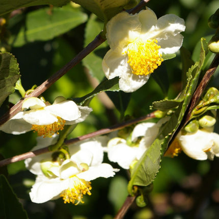 Nasiona Herbaty Chińskiej - Camellia Sinensis