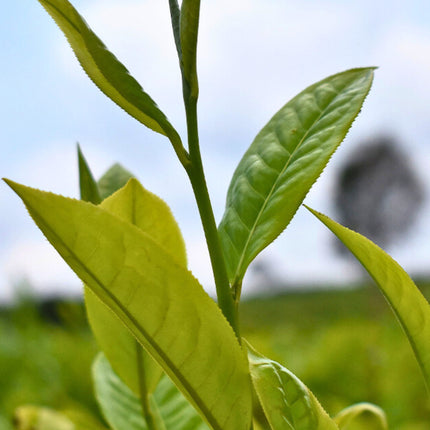 Nasiona Herbaty Chińskiej - Camellia Sinensis