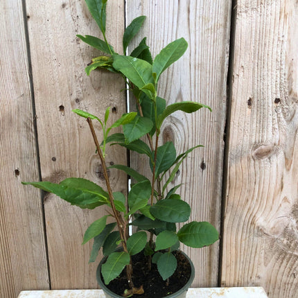 Nasiona Herbaty Chińskiej - Camellia Sinensis
