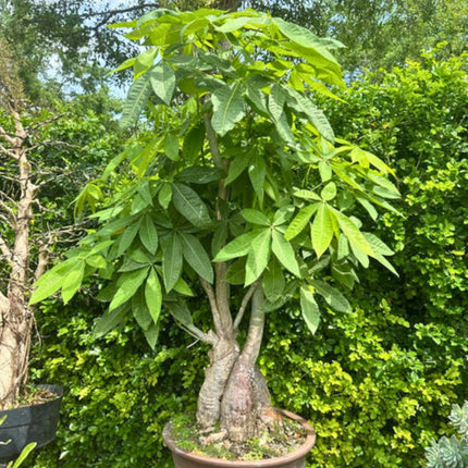 Nasiona Pachiry Wodnej - Pachira Aquatica