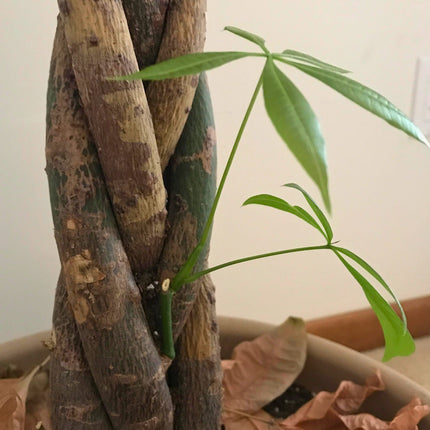 Nasiona Pachiry Wodnej - Pachira Aquatica