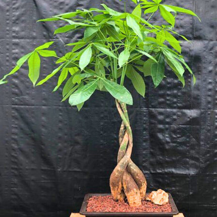 Nasiona Pachiry Wodnej - Pachira Aquatica
