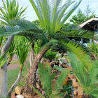Nasiona Sagowca Pranburienis (Cycas pranburiensis)