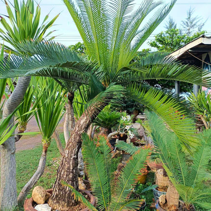 Nasiona Sagowca Pranburienis - Cycas Pranburiensis