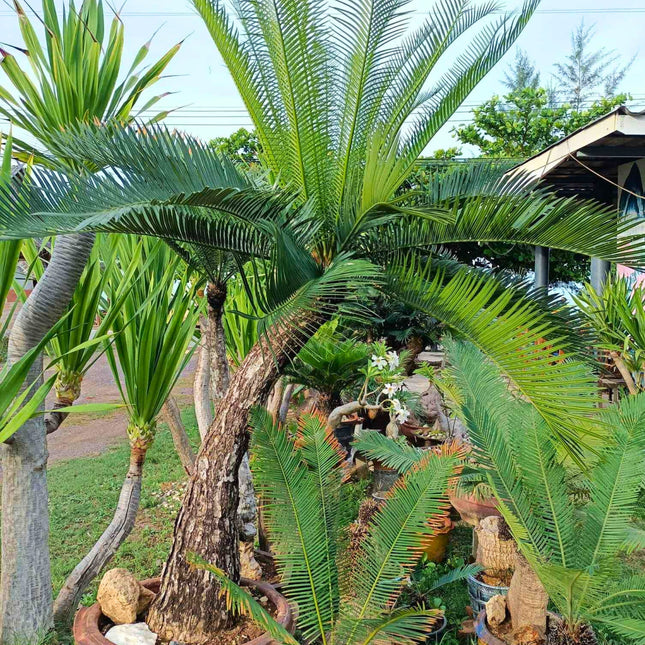 Nasiona Sagowca Pranburienis - Cycas Pranburiensis